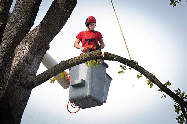 Leaf Removal in Elgin, MN
